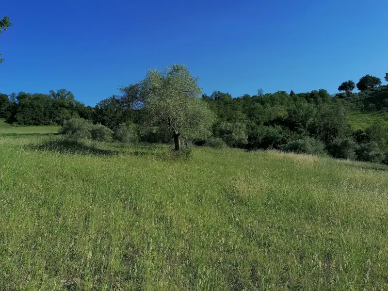 Terreno agricolo con ulivi e fonte di mq. 35.000 ottima esposizione con rudere e annessi per totali mq. 300 · foto 4