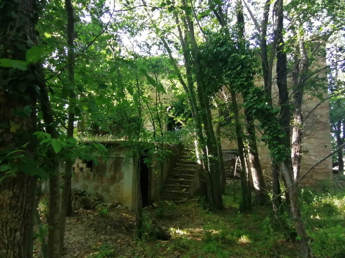 Terreno agricolo con ulivi e fonte di mq. 35.000 ottima esposizione con rudere e annessi per totali mq. 300 · foto 6