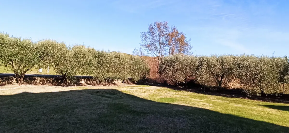 Casale marchigiano su 2 livelli con annesso e corte esclusiva piantumata · foto 6