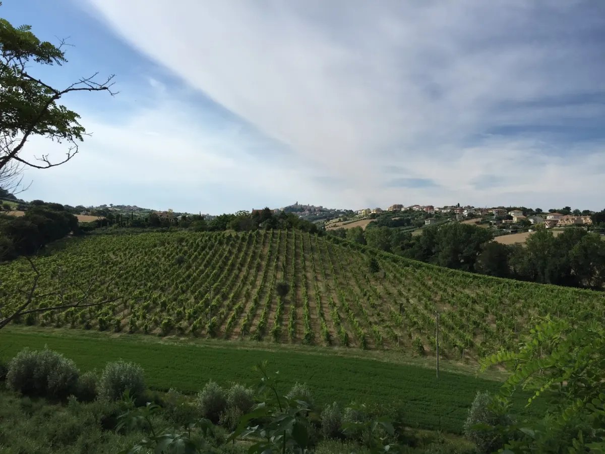 Casale marchigiano su 2 livelli piu' soffitta, porticato e ampio annesso, con corte di mq. 2000 ca. Posizione panoramica vista mare con  mq. 60.000 di terreno pianeggiante con 200 ulivi e alberi di frutto. · foto 7