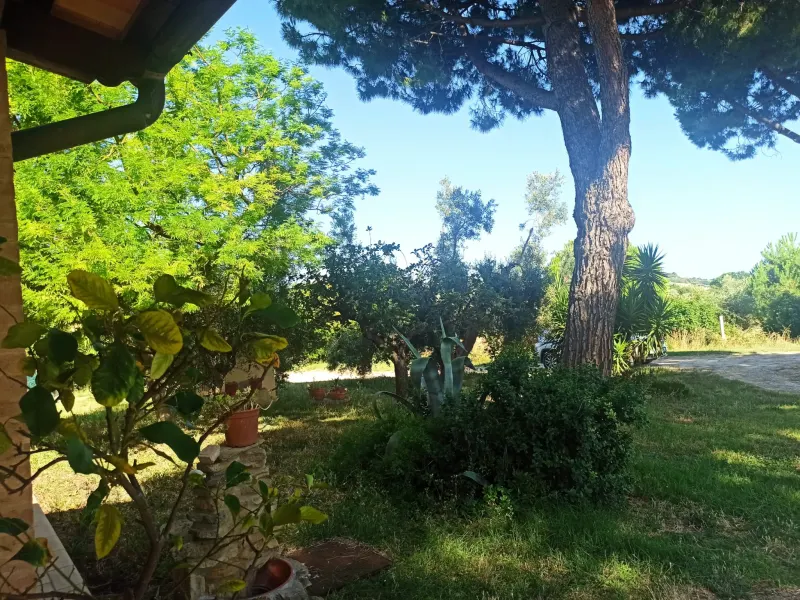 Casale marchigiano ristrutturato, immerso nel verde con terreno di mq. 21.600 piantumato ad ulivi e alberi da frutto e ampio annesso da trasformare in civile abitazione · foto 2
