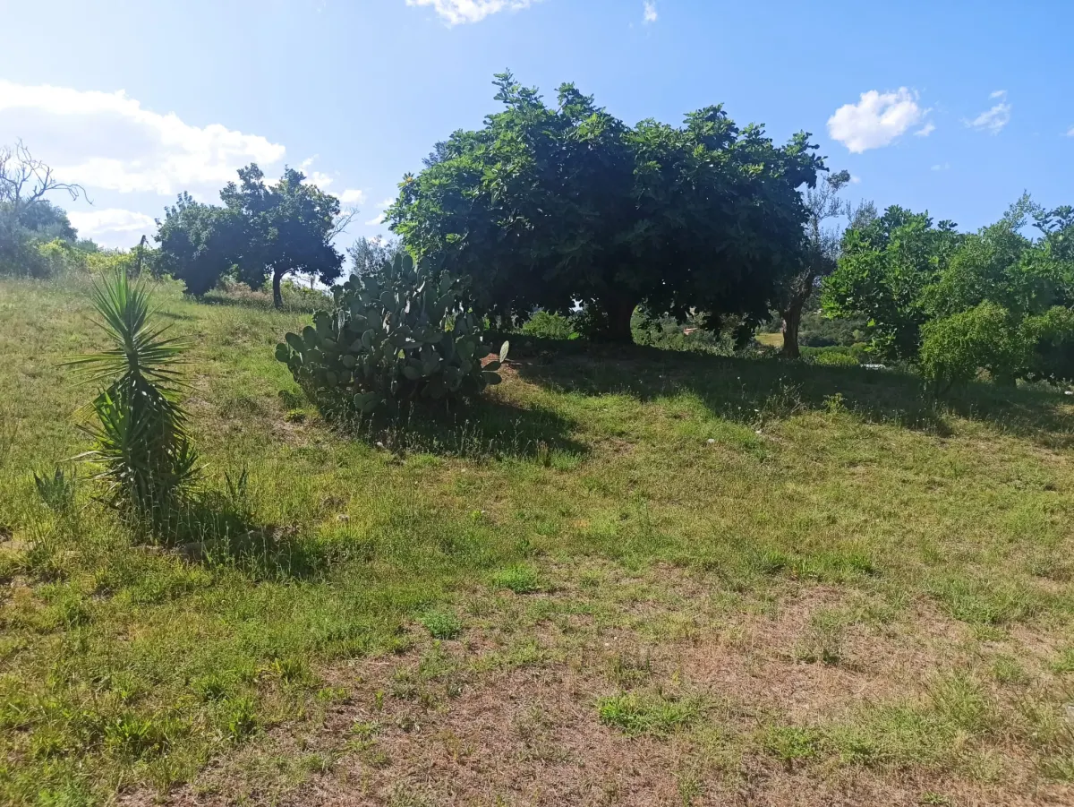 Casale marchigiano ristrutturato, immerso nel verde con terreno di mq. 21.600 piantumato ad ulivi e alberi da frutto e ampio annesso da trasformare in civile abitazione · foto 7