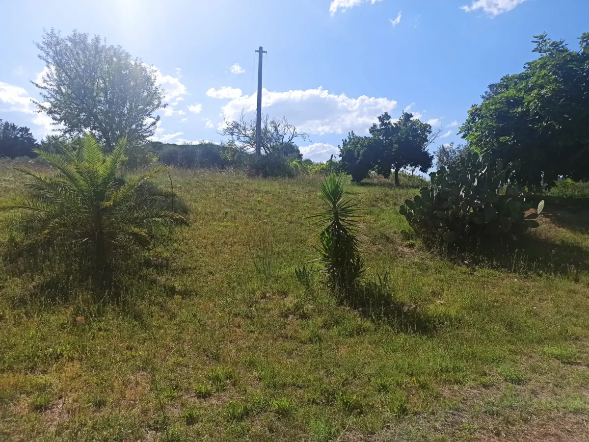 Casale marchigiano ristrutturato, immerso nel verde con terreno di mq. 21.600 piantumato ad ulivi e alberi da frutto e ampio annesso da trasformare in civile abitazione · foto 8