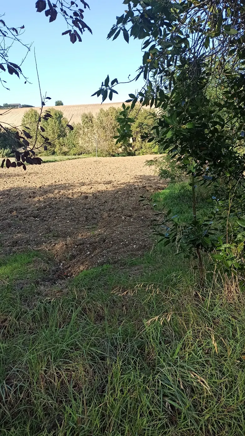 Capannone ad uso veterinario o per Canile · foto 8