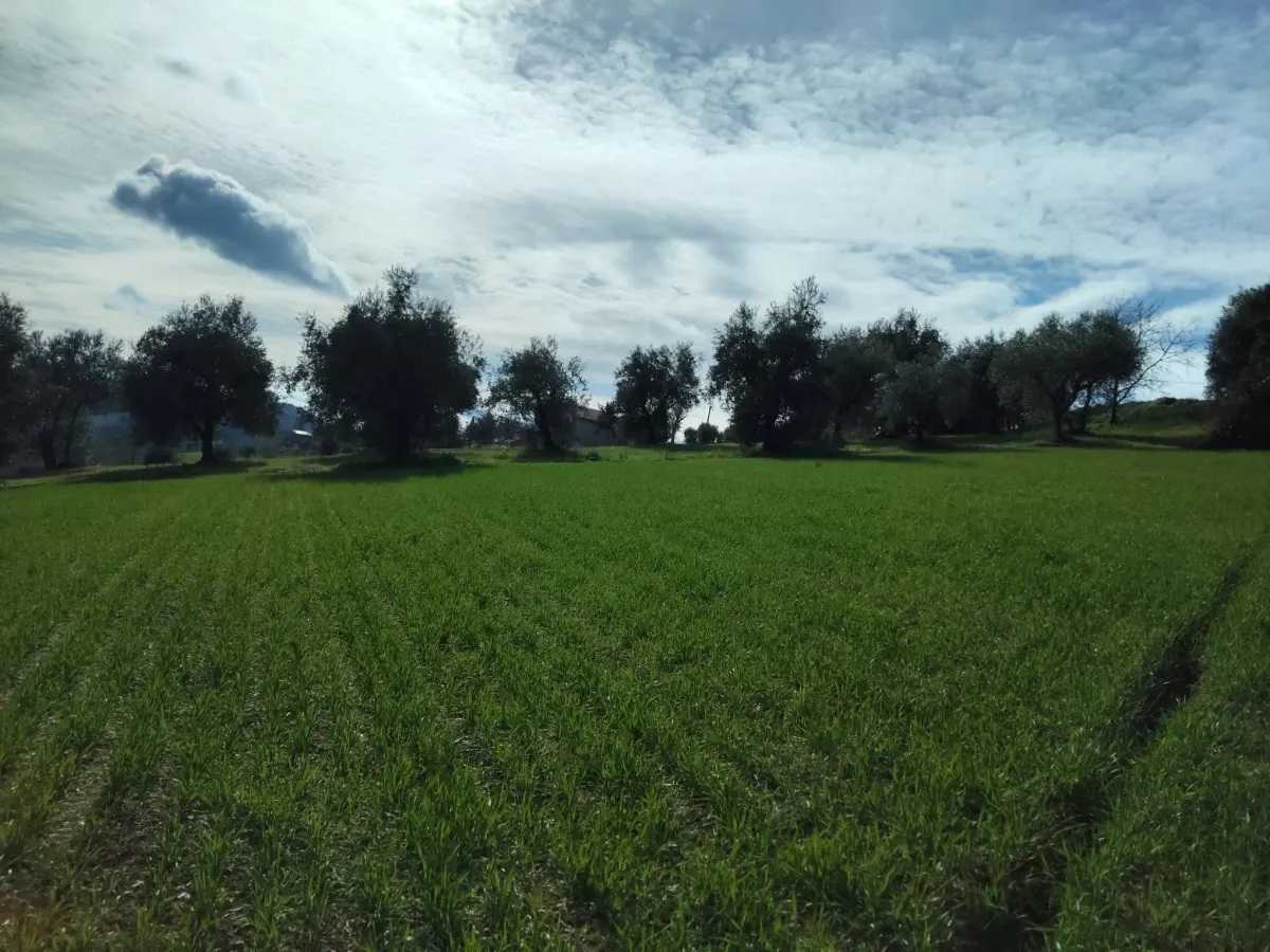 Casa Singola con  terreno agricolo · foto 16