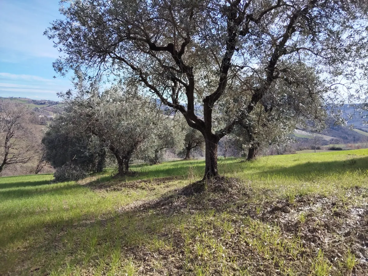 Casa Singola con  terreno agricolo · foto 17