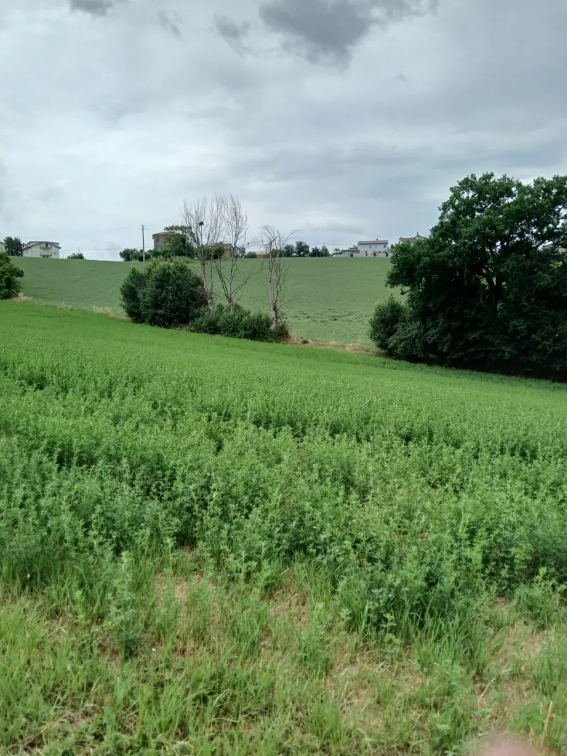 Cinque ettari di terreno agricolo a Monte San Giusto