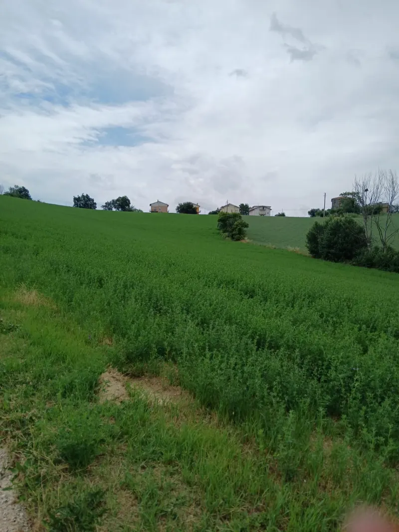 Cinque ettari di terreno agricolo · foto 2