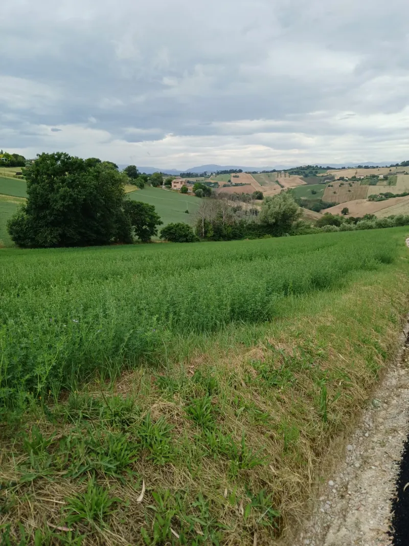 Cinque ettari di terreno agricolo · foto 3