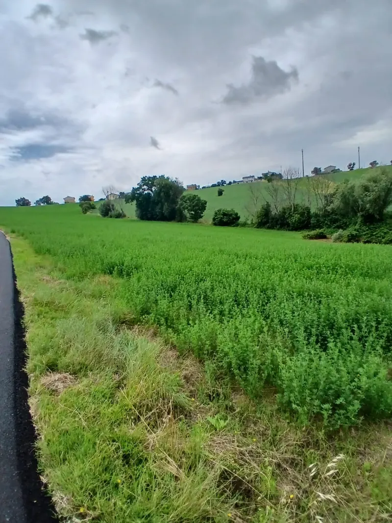 Cinque ettari di terreno agricolo · foto 4