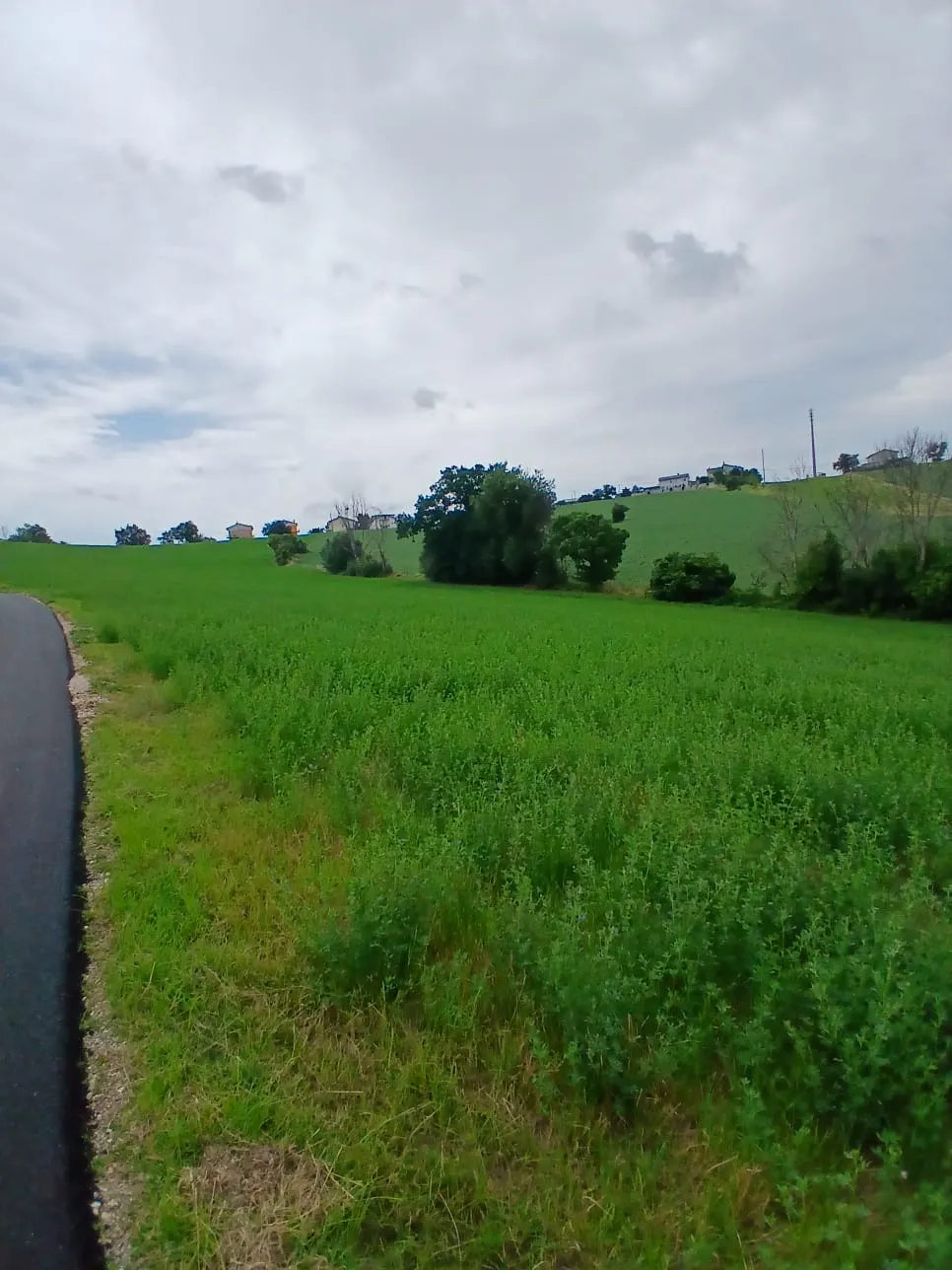 Cinque ettari di terreno agricolo · foto 6