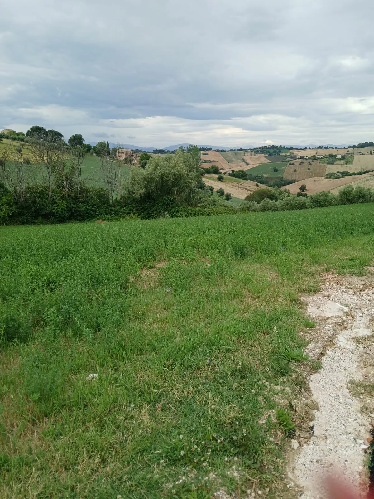 Cinque ettari di terreno agricolo · foto 7