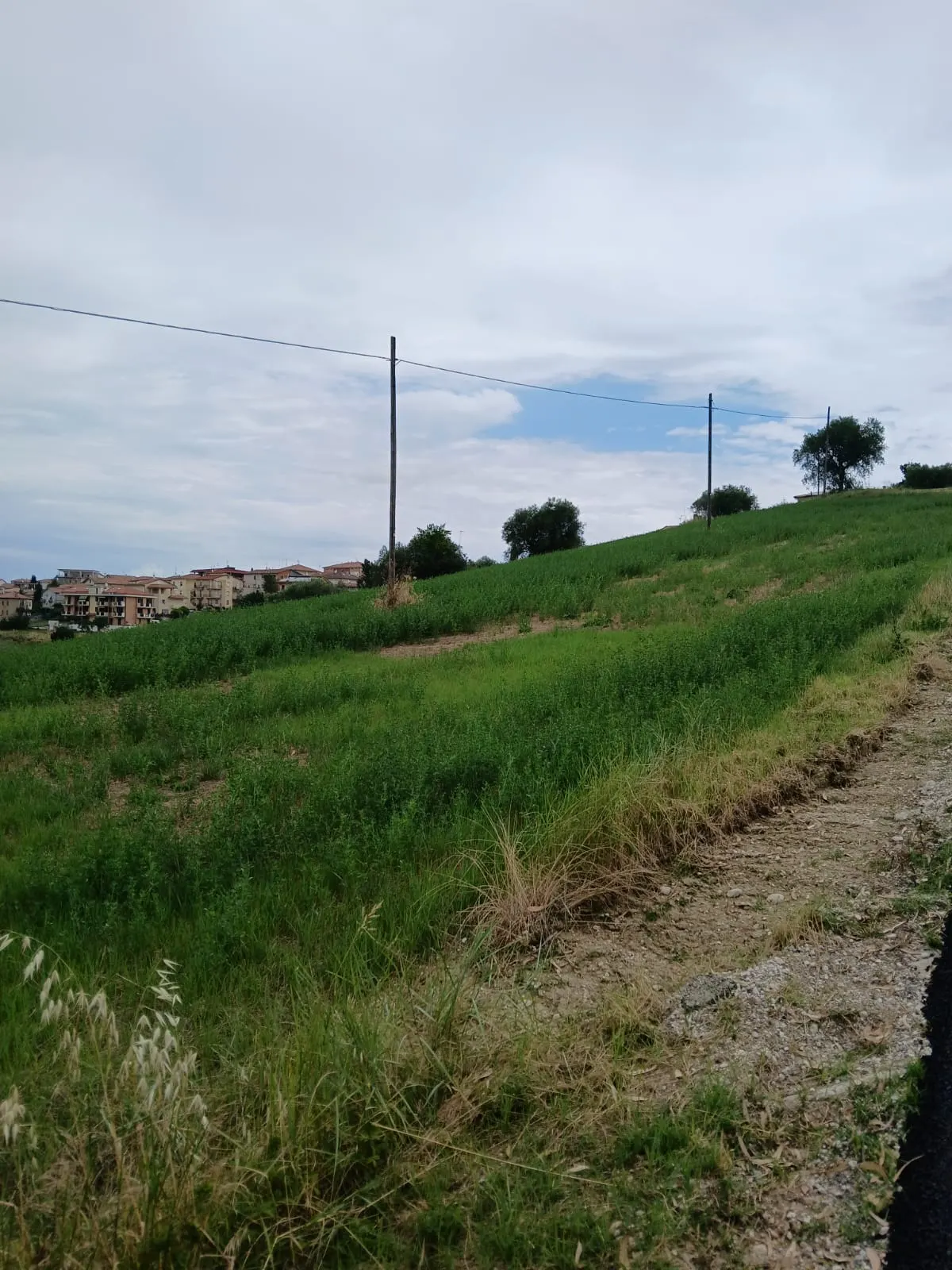 Cinque ettari di terreno agricolo · foto 8