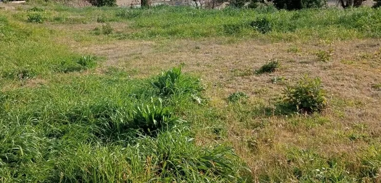 Terreno agricolo completamente pianeggiante a Sant'Elpidio A Mare