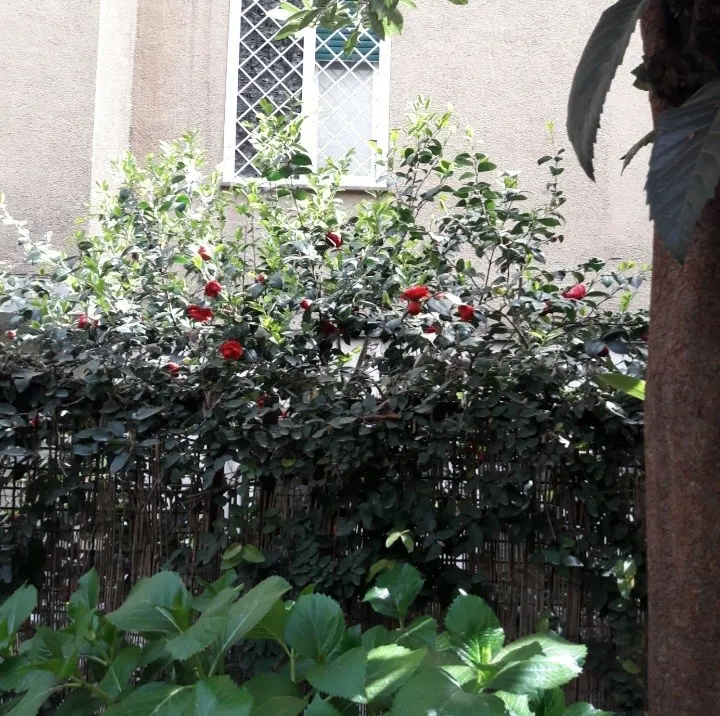 Residenza d'artista con giardino e posto auto · foto 13