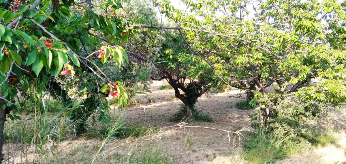 Country house with garden  in Casalbordino, Abruzzo region · foto 13