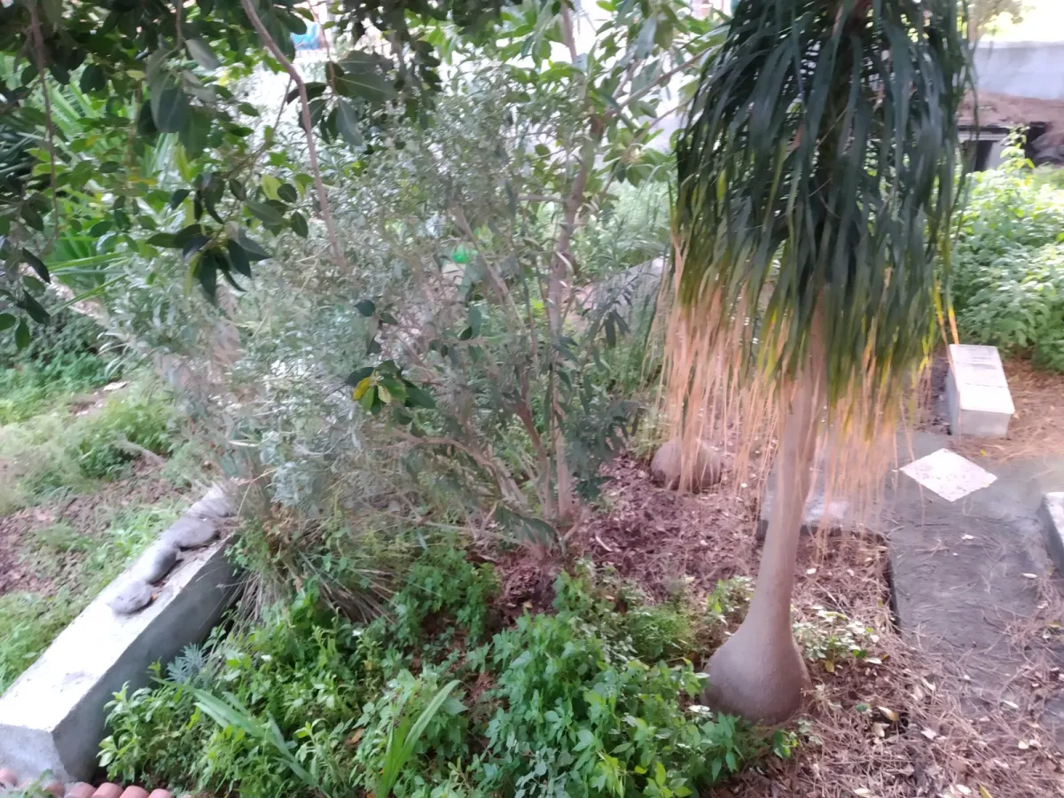 Terreno Edificabile · foto 6