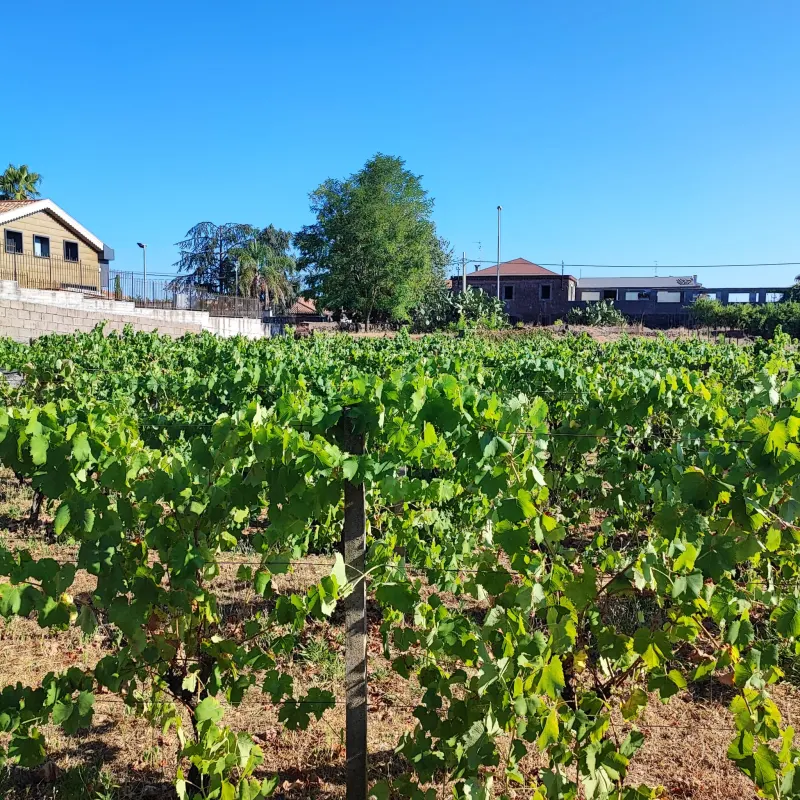 Terreno Agricolo  pianeggiante · foto 3