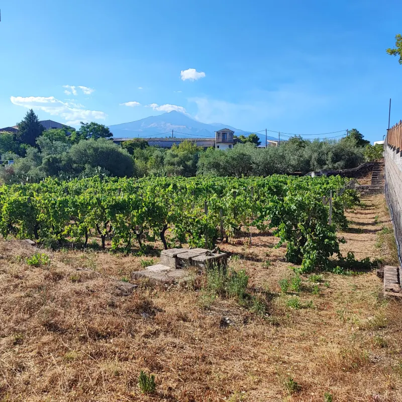 Terreno Agricolo  pianeggiante · foto 5