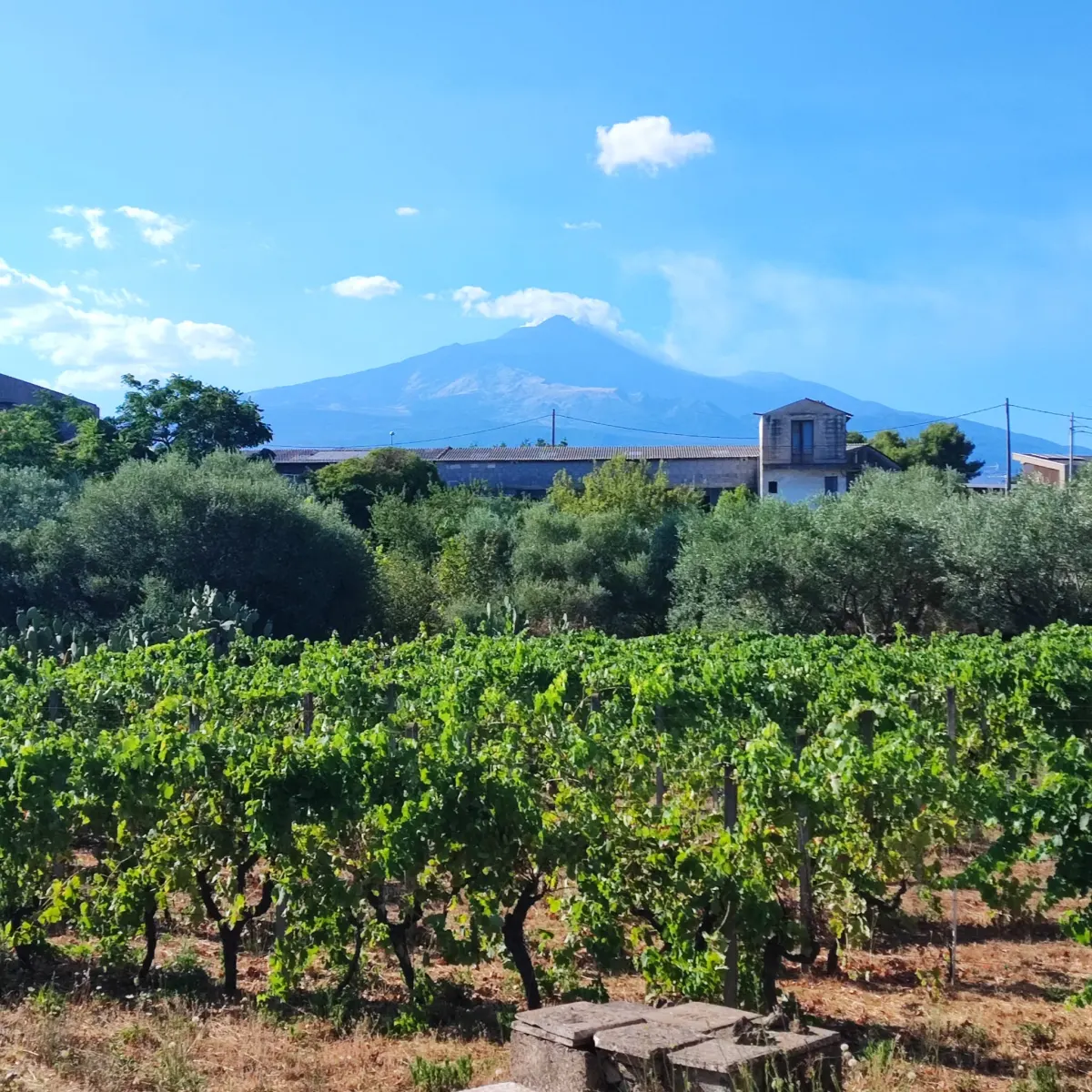 Terreno Agricolo  pianeggiante · foto 7