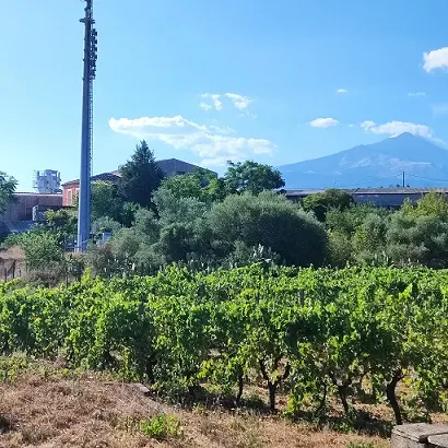 Terreno Agricolo  pianeggiante · foto 8