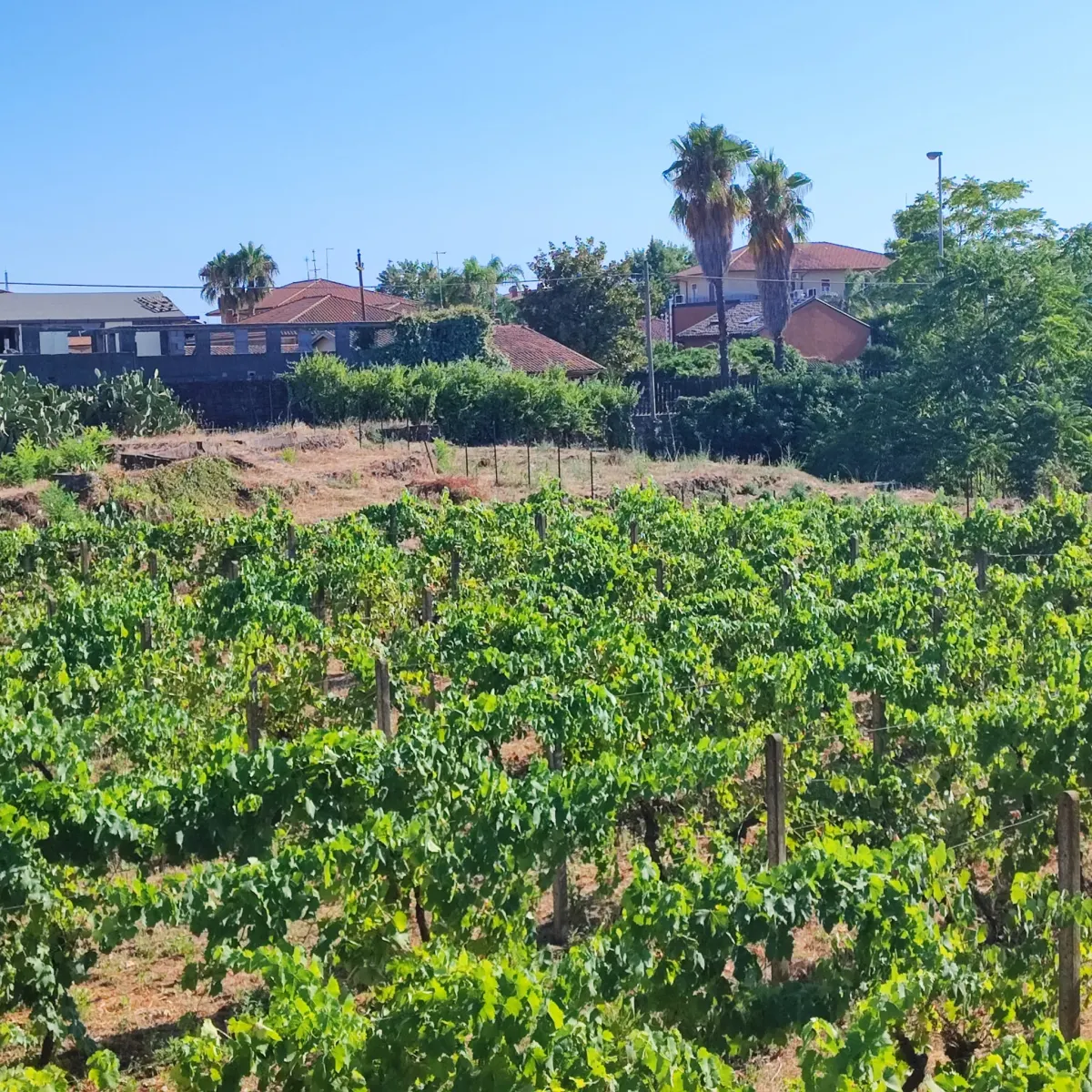 Terreno Agricolo  pianeggiante · foto 9