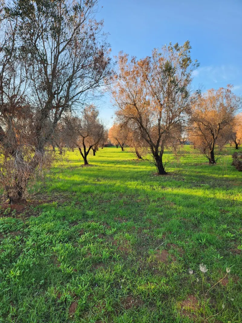 Terreno in Vendita a Zollino con Uliveto e Deposito · foto 5