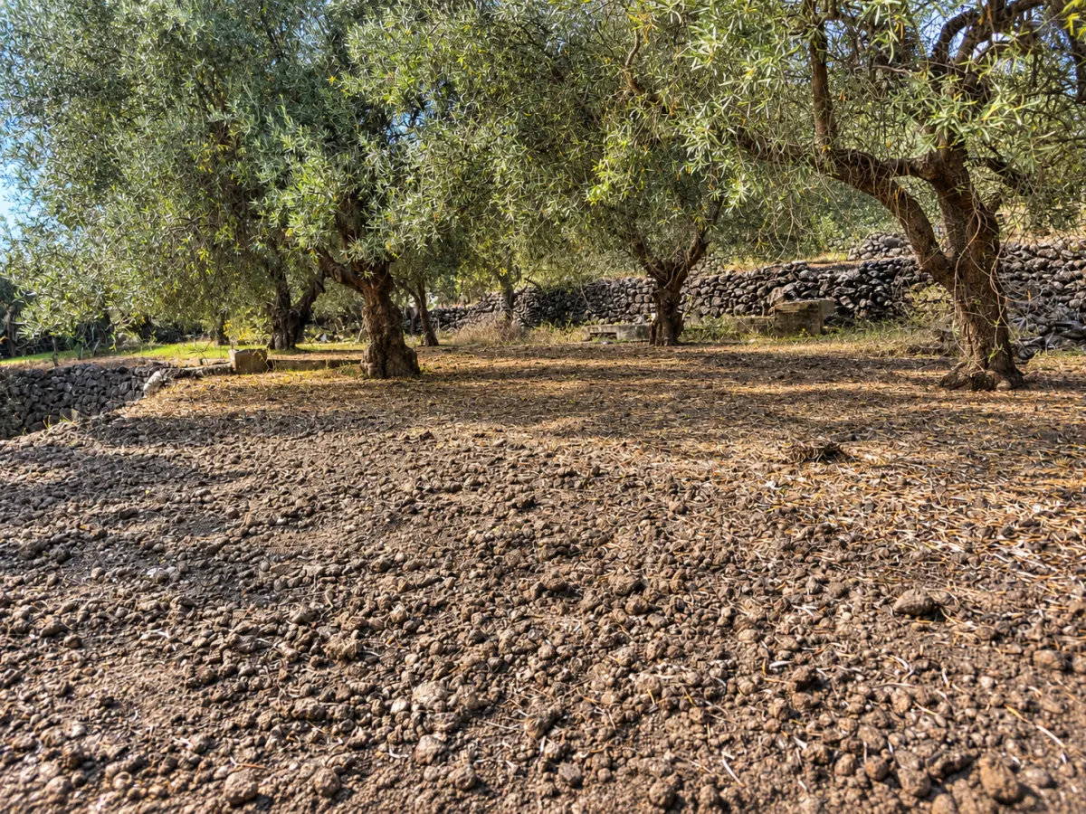 Adrano (Zona La Luna) – Terreno Uliveto mq 4.000 (Zona C1/E4) · foto 14