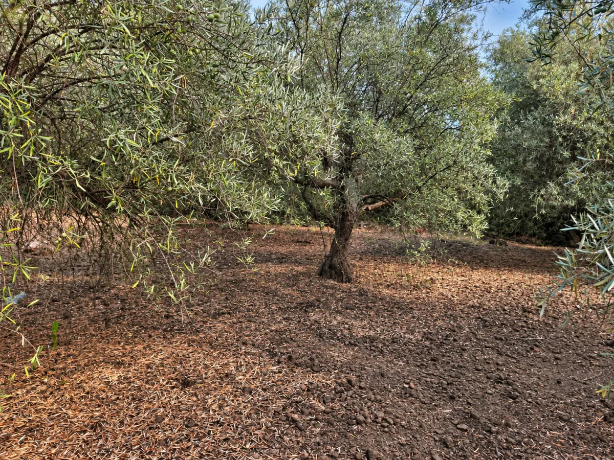 Adrano (Zona La Luna) – Terreno Uliveto mq 4.000 (Zona C1/E4) · foto 17