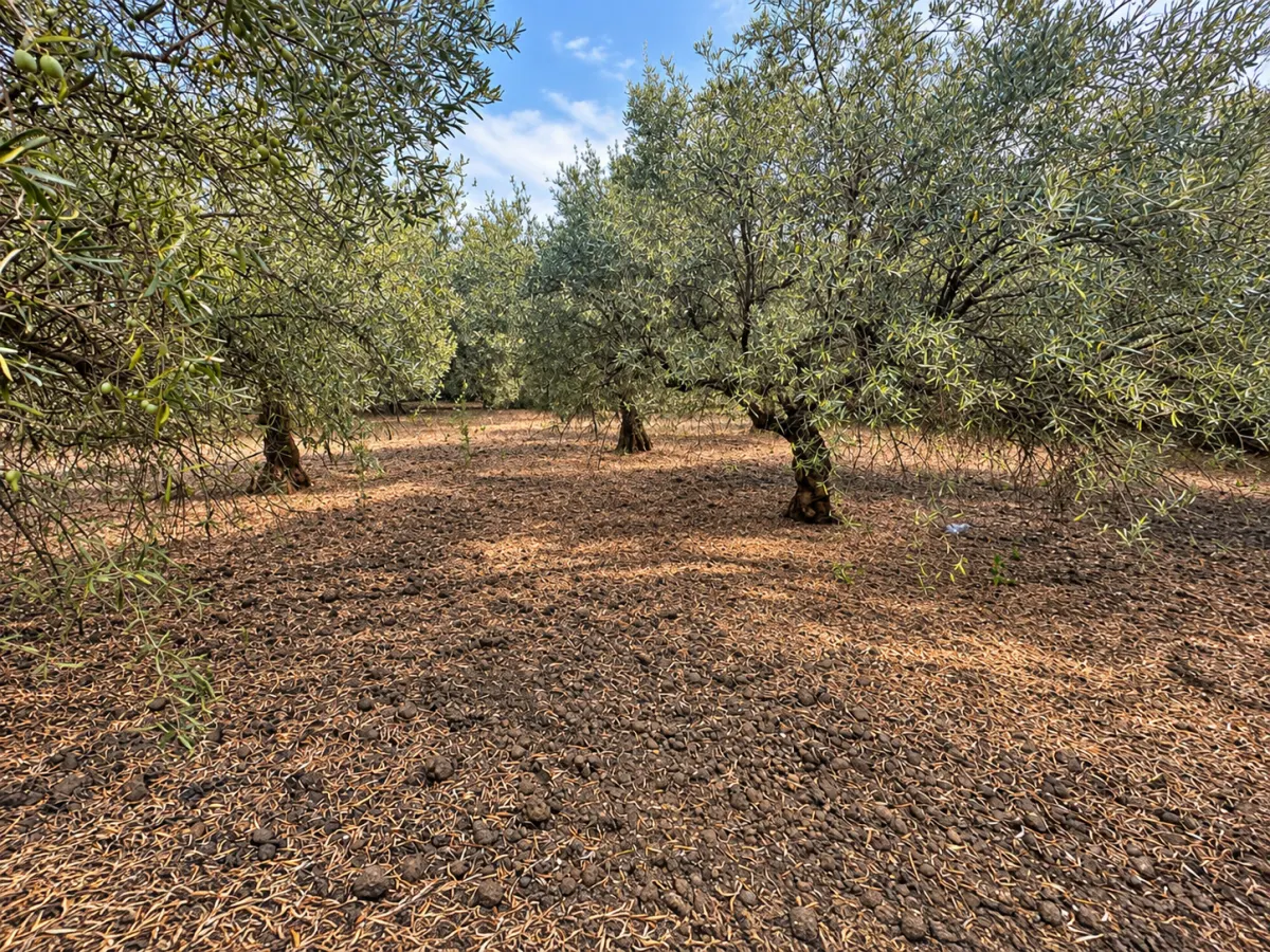 Adrano (Zona La Luna) – Terreno Uliveto mq 4.000 (Zona C1/E4) · foto 18
