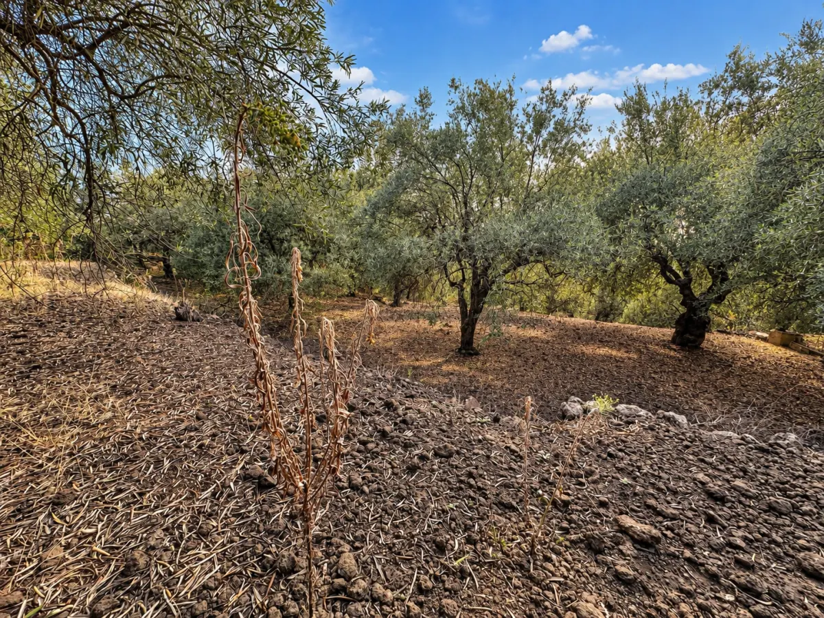 Adrano (Zona La Luna) – Terreno Uliveto mq 4.000 (Zona C1/E4) · foto 10